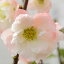 予約販売 木瓜 港の曙 9cmポット 開花予定株 ボケ 花苗 庭木 花木 mke 11月下旬以降発送 878円