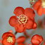 予約販売 木瓜 紅牡丹 9cmポット 開花予定株 ボケ 花苗 庭木 花木 mke 11月下旬以降発送 878円