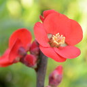 予約販売 木瓜 黒潮 9cmポット 開花予定株 ボケ 花苗 庭木 花木 mke 11月下旬以降発送