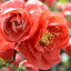 予約販売 木瓜 十二一重 9cmポット 開花予定株 ボケ 花苗 庭木 花木 mke 11月下旬以降発送 878円