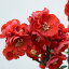 予約販売 木瓜 大黒天 9cmポット 開花予定株 ボケ 花苗 庭木 花木 mke 11月下旬以降発送 1,078円