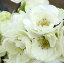 予約販売 木瓜 白寿 9cmポット 開花予定株 ボケ 花苗 庭木 花木 mke 11月下旬以降発送 878円