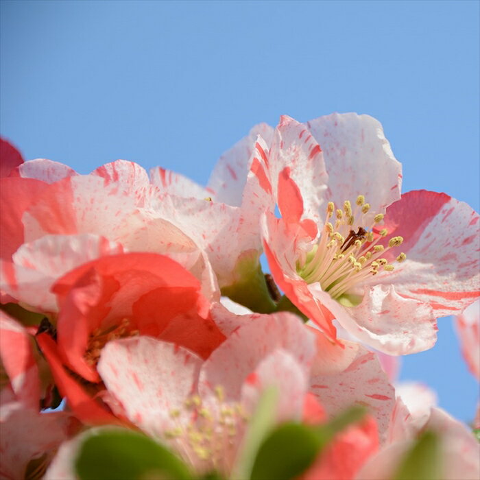 予約販売 木瓜 越の輝 9cmポット 開花予定株 ボケ 花木 花苗 mke 11月下旬以降発送のサムネイル