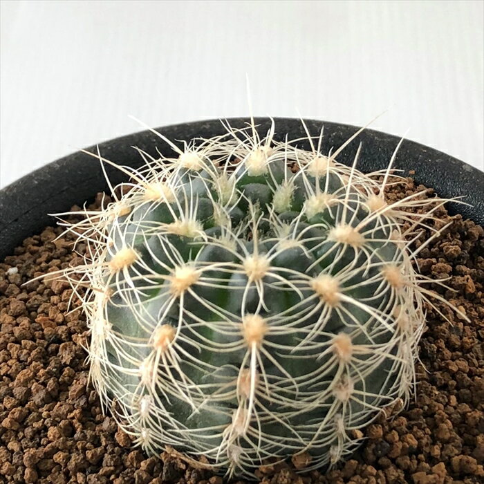 多肉植物 osギムノカリキウム 羅星丸 おもしろ サボテン 多肉植物 9cmポットのサムネイル
