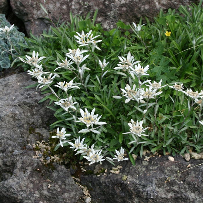 エーデルワイス 苗 9cmポット レオントポディウム アルピナム 多年草 ガーデニング 花苗 宿根草苗 atm