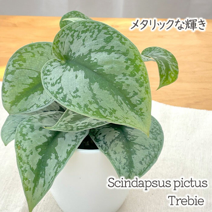 楽天市場】スキンダプサス(サイズ(植木鉢)4 ~ 6号)の通販 楽天市場】スキンダプサス(サイズ(植木鉢)4 ~ 6号)の通販