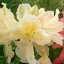 予約販売 レンゲツツジ 黄花 10.5cmポット 開花予定株 つつじ 花苗 落葉 花木 tnb 11月下旬以降発送 768円