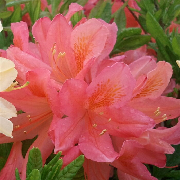 予約販売 レンゲツツジ 赤花 10.5cmポット 開花予定株 花苗 シャクナゲ 石楠花 花木 tnb 11月下旬以降発送のサムネイル