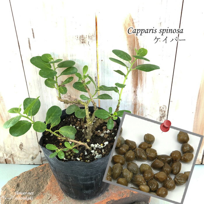 ケイパー 苗 12cmポット ケッパー ハーブ苗 Herbのサムネイル