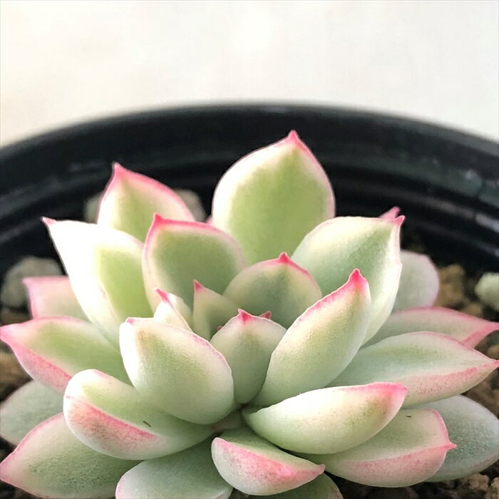 【楽天スーパーセールP5倍】 多肉植物 hmエケベリア 女雛錦 メビナ錦 多肉植物 エケベリア 6cmポット