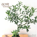 オリーブ ネバディロブロンコ 5号鉢 送料無料 観葉植物 オリーブの木 苗 シンボルツリー 庭木 果樹