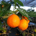 レモン苗 ラングプアライム 13.5cmポット 送料無料 レモンの木 檸檬 香酸柑橘 苗木 庭木 柑橘類 果樹苗 接木苗 mri その1