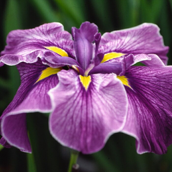 予約販売 ハナショウブ 玉堂 花菖蒲 9cmポット はなしょうぶ 宿根草 落葉 古典園芸 水辺 ビオトープ ihs 9月中旬以降発送