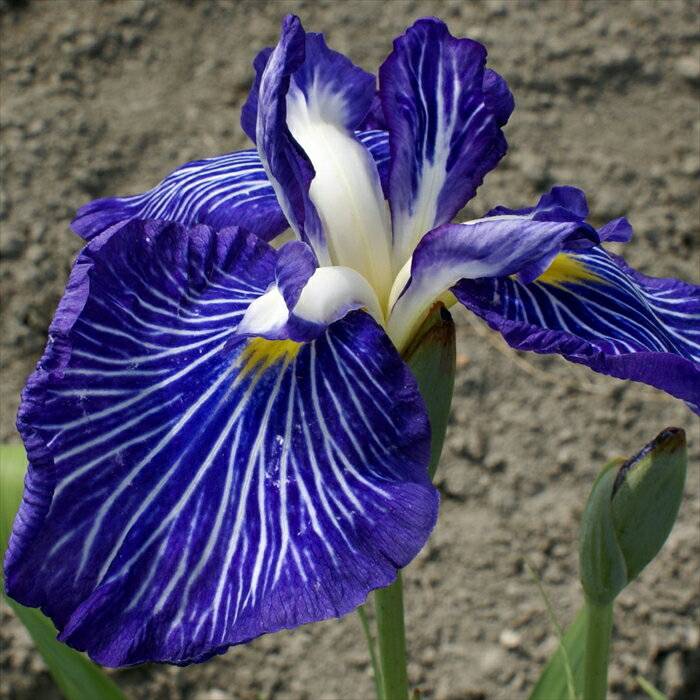 予約販売 ハナショウブ 潮流 花菖蒲 9cmポット はなしょうぶ 宿根草 落葉 古典園芸 水辺 ビオトープ ihs 9月中旬以降発送