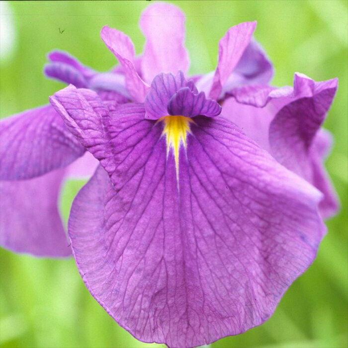 予約販売 ハナショウブ 峰紫 花菖蒲 9cmポット はなしょうぶ 宿根草 落葉 古典園芸 水辺 ビオトープ ihs 9月中旬以降発送