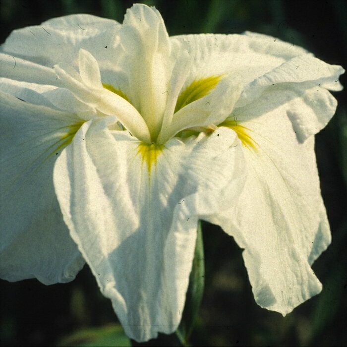 予約販売 ハナショウブ 涼夕 花菖蒲 9cmポット はなしょうぶ 宿根草 落葉 古典園芸 水辺 ビオトープ ihs 9月中旬以降発送