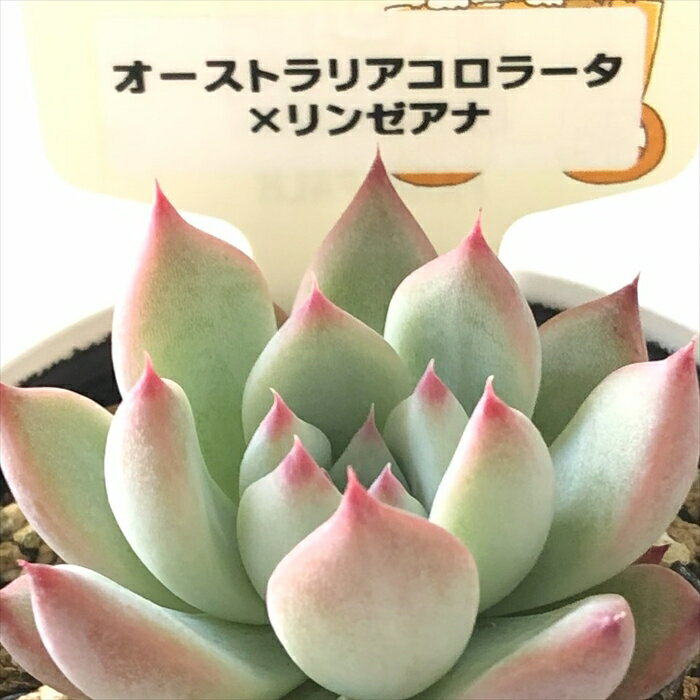 多肉植物 plkエケベリア オーストラリアコロラータ×リンゼアナ 多肉植物 パルクさん苗 送料無料 エケベリア 6cmポットのサムネイル