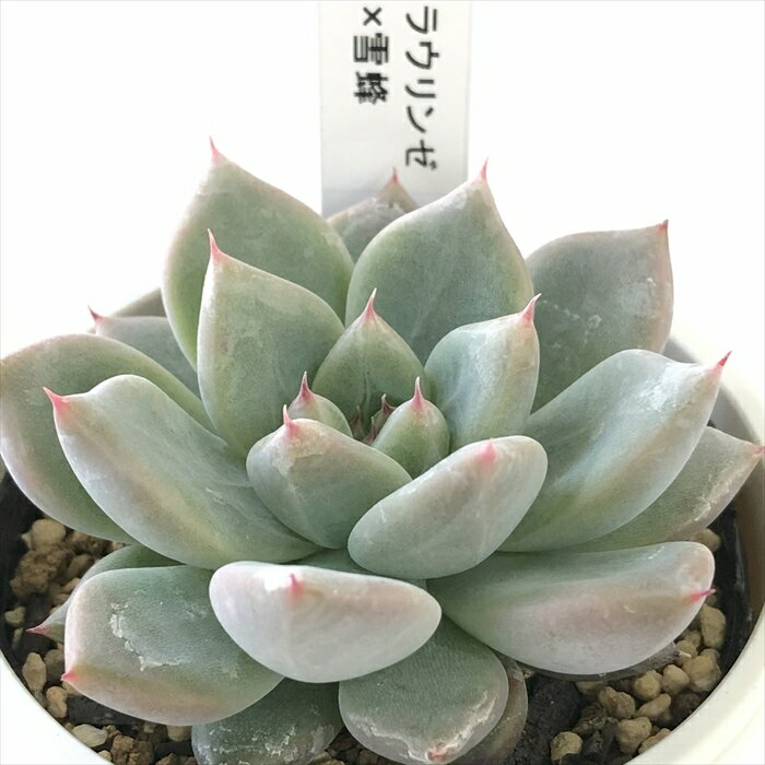 多肉植物 yukエケベリア ラウリンゼ×雪蜂 多肉植物 優木園さんの苗 送料無料 エケベリア 6cmポットのサムネイル
