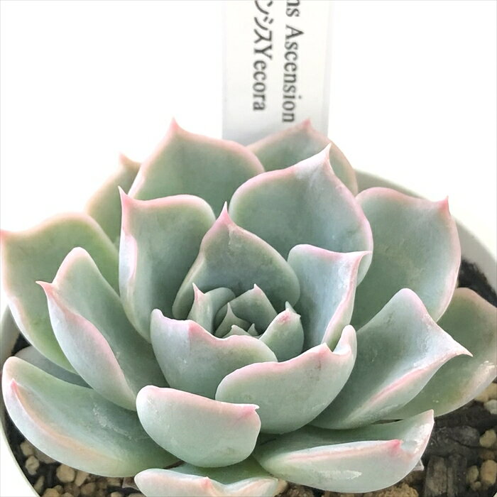 多肉植物 yukエケベリア simulans Ascension×チワワエンシスYecora 多肉植物 優木...