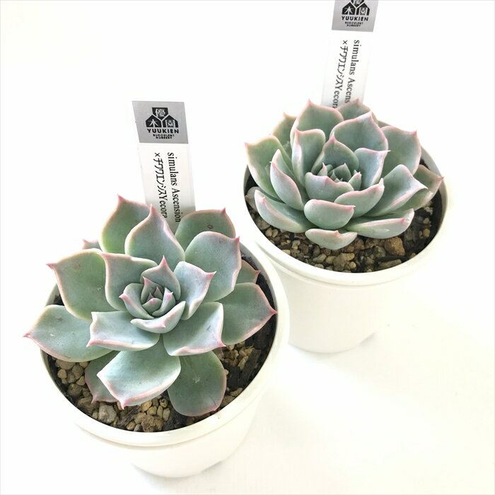 多肉植物 yukエケベリア simulans Ascension×チワワエンシスYecora 多肉植物 優木園さんの苗 送料無料 エケベリア 6cmポット