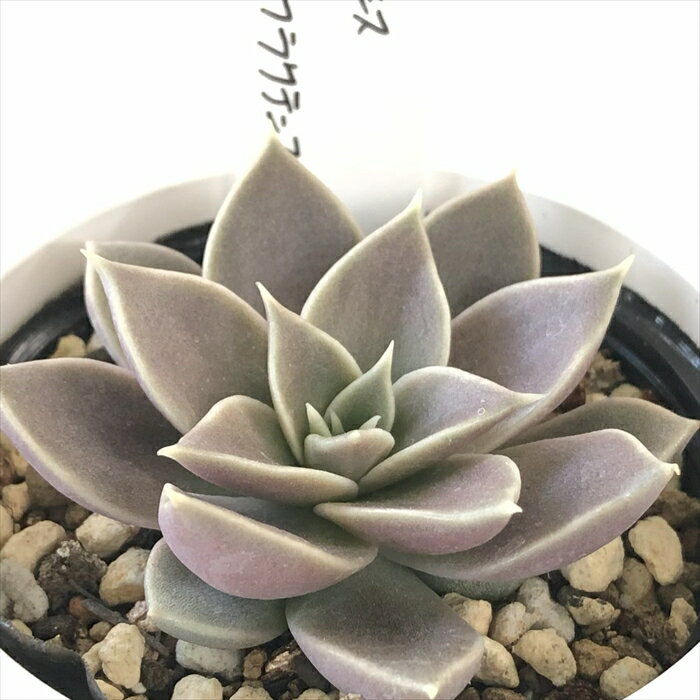 多肉植物 O’sエケベリア トバレンシス×ディフラクテンス 多肉植物 O’s PLANTS オーズプランツさん苗 送料無料 エケベリア 6cmポットのサムネイル