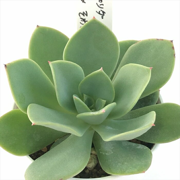 多肉植物 O’sエケベリア パリダ×そわそわ 多肉植物 O’s PLANTS オーズプランツさん苗 送料無料 エケベリア 6cmポットのサムネイル