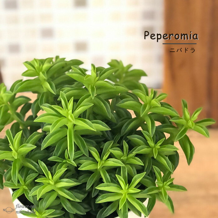 多肉植物 ペペロミア ニパドラ 3号鉢 多肉植物 観葉植物 インテリア おしゃれグリーンのサムネイル