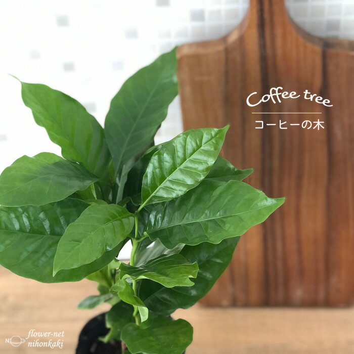 コーヒーの木 9cmポット 珈琲 アラビカ種 観葉植物 インテリア おしゃれのサムネイル