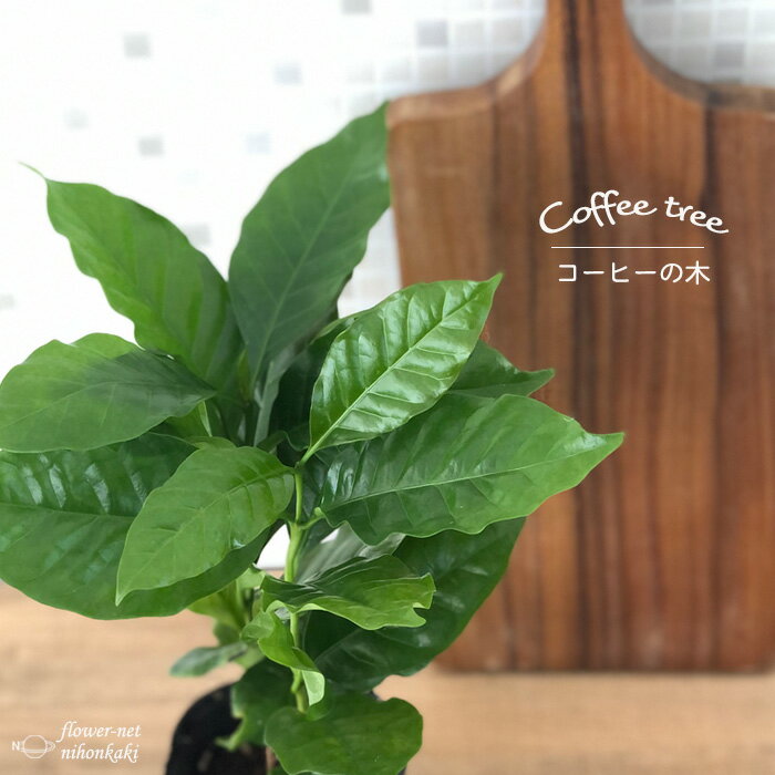 コーヒーの木 9cmポット 珈琲 アラビカ種 観葉植物 イン