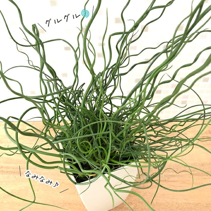 観葉植物 ラセンイ 4号鉢 スパイラル 観葉植物 水辺植物 室内 贈り物 プレゼント ...