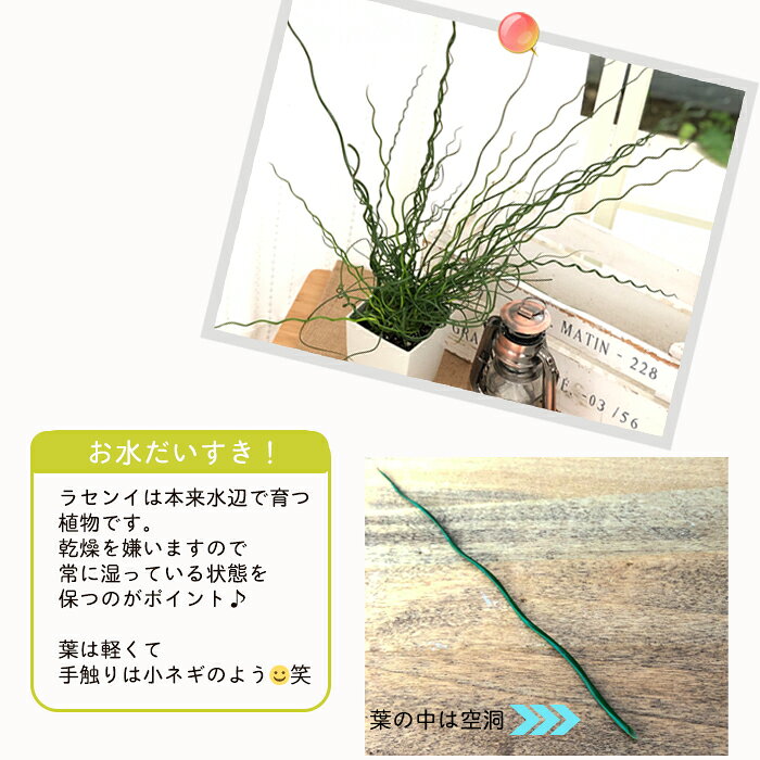 観葉植物 ラセンイ 4号鉢 スパイラル 観葉植物 水辺植物 室内 贈り物 プレゼント ...