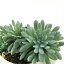 多肉植物 sbミセバヤ タカスソウ ミセバヤ 多肉植物 セダム 7.5cmポット