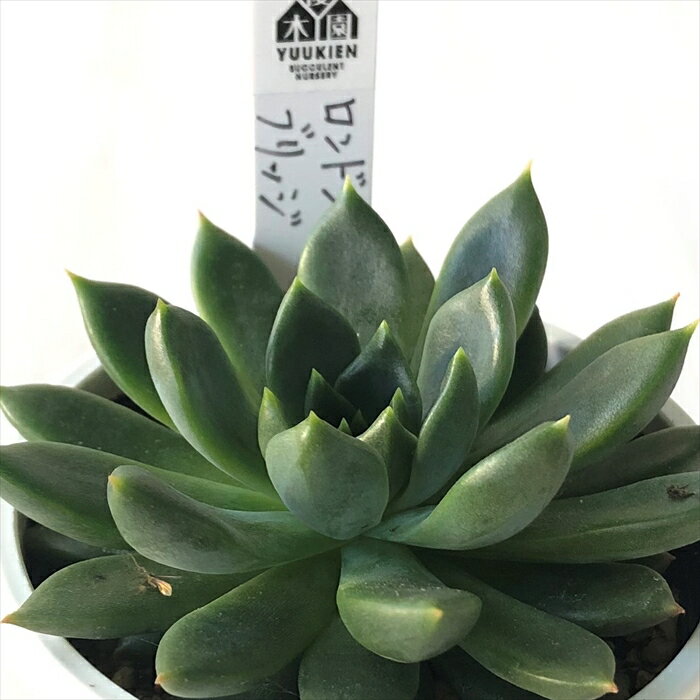 多肉植物 yukエケベリア ロンドンブリッジ 多肉植物 優木園さんの苗 エケベリア 6cmポットのサムネイル