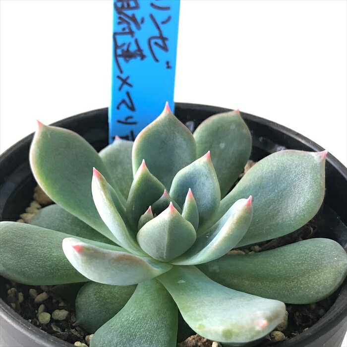 多肉植物 oriエケベリア ラウリンゼ×（相府蓮×マリア） 多肉植物 おらいさん苗 送料無料 エケベリア 6cmポットのサムネイル
