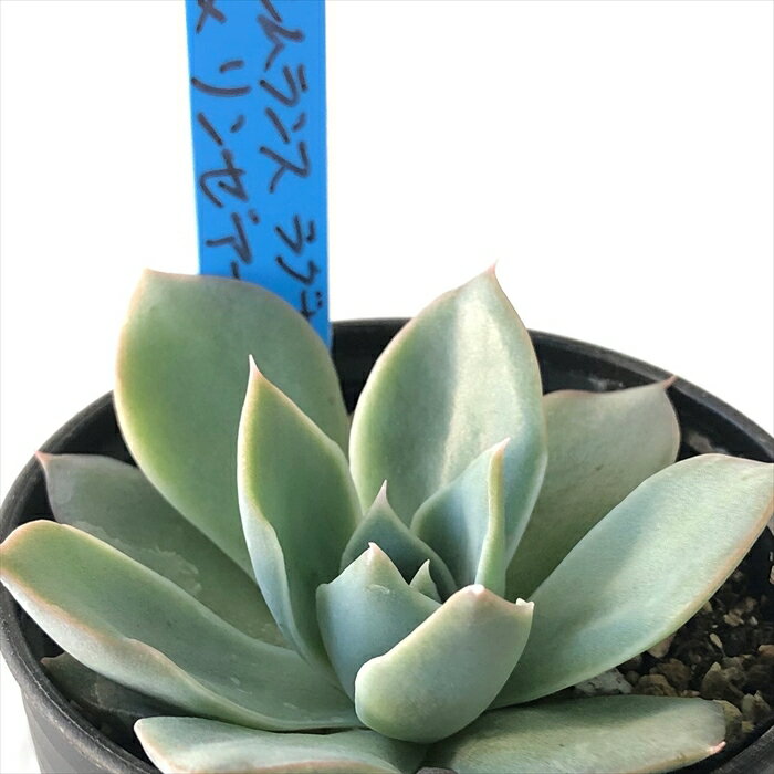 多肉植物 oriエケベリア シムランスラグナサンチェス×リンゼアナ 多肉植物 おらいさん苗 送料無料 エケベリア 6cmポットのサムネイル