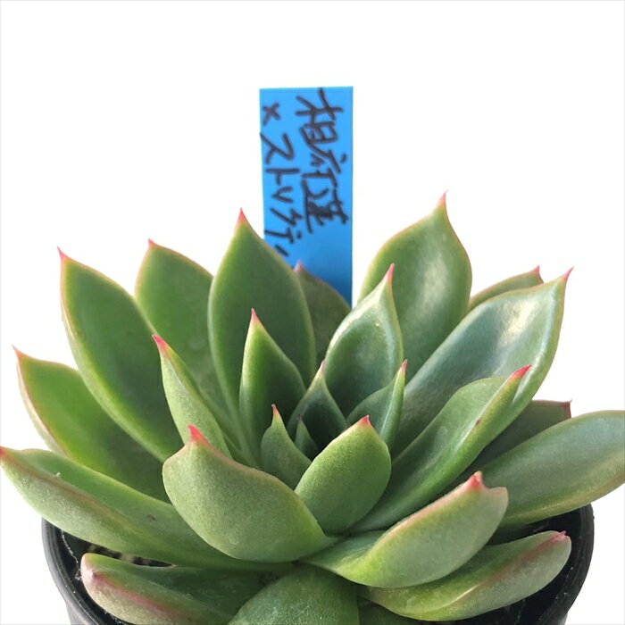 多肉植物 oriエケベリア 相府蓮×ストリクティフローラ 多肉植物 おらいさん苗 送料無料 エケベリア 6cmポットのサムネイル