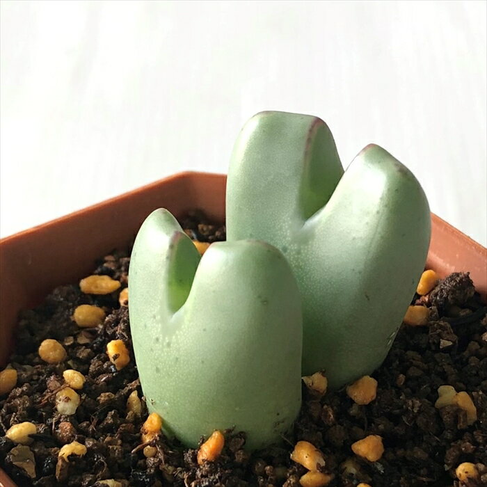 多肉植物 asコノフィツム 口紅オビゲルム 多肉植物 6cmポット メセンのサムネイル