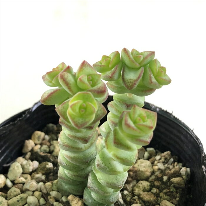 多肉植物 seクラッスラ 舞乙女 多肉植物 クラッスラ 7.5cmポット azmのサムネイル