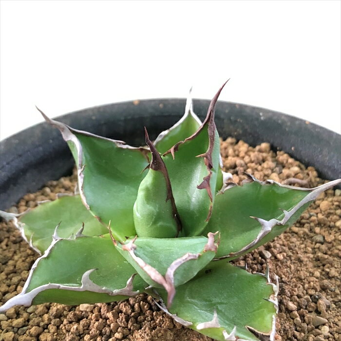 多肉植物 osアガベ ホリダ おもしろ 多肉植物 9cmポットのサムネイル