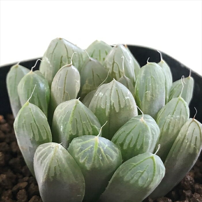 多肉植物 kubハオルチア 美窓オブツーサ キャッツアイ 多肉植物 ハオルチア 7.5cmポットのサムネイル