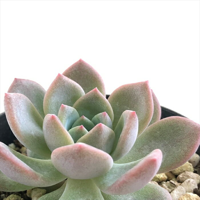 多肉植物 skエケベリア ラウリンゼ×（ロメオ×プロリフィカ） 多肉植物 エケベリア 7.5cmポットのサムネイル