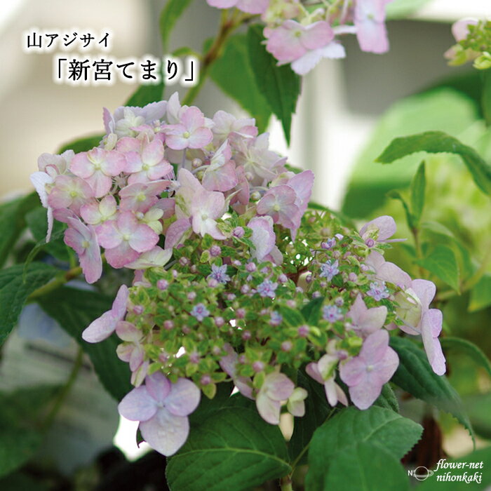 https://thumbnail.image.rakuten.co.jp/@0_mall/nihonkakiryuutuu/cabinet/goq017/22011_1.jpg