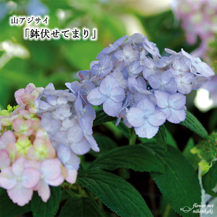 予約販売 山アジサイ 鉢伏せてまり 10.5cmポット 苗 花苗 ヤマアジサイ 山紫陽花 11月下旬以降発送のサムネイル
