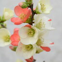 予約販売 木瓜 長寿宝 9cmポット 開花予定株 ボケ 花苗 庭木 花木 mke 11月下旬以降発送