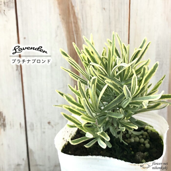 ラベンダー 苗 プラチナブロンド 9cmポット 斑入り イングリッシュラベンダー 花苗 宿根草 ガーデニング ハーブ苗 Herbのサムネイル
