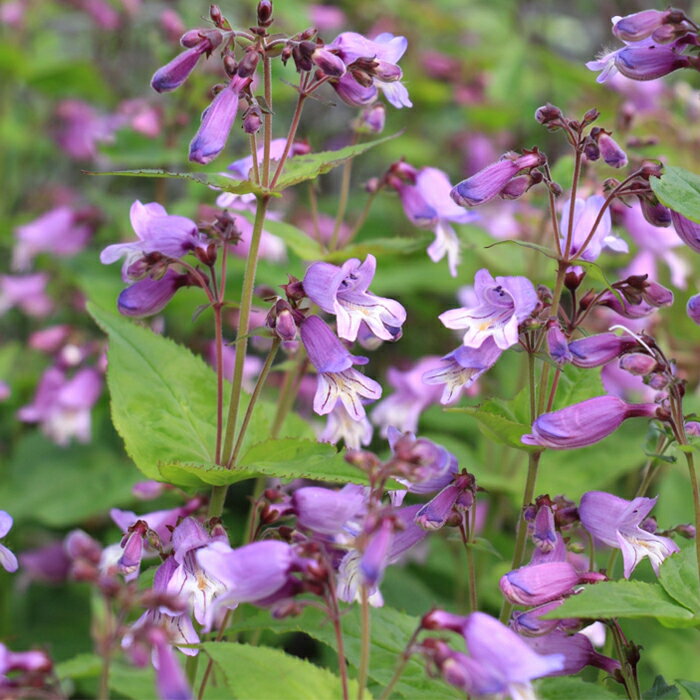 予約販売 ペンステモン 苗 スモーリー 10.5cmポット 多年草 ガーデニング 花苗 宿根草苗 oom 11月中旬以降発送のサムネイル