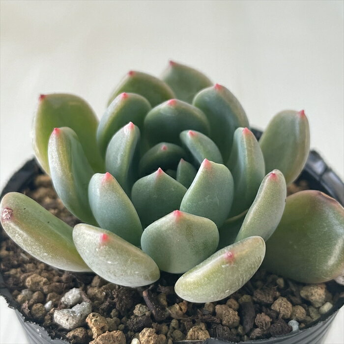 多肉植物 hmエケベリア スカーレット 多肉植物 エケベリア 6cmポットのサムネイル