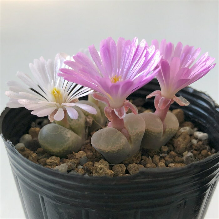 多肉植物 hmオフタルモフィルム 実生 Ophthalmophyllum 多肉植物 コノフィツム メセン 6cmポットのサムネイル