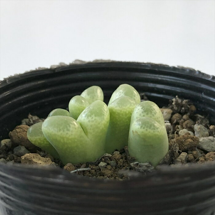 多肉植物 hmオフタルモフィルム リンピダム Ophthalmophyllum 多肉植物 コノフィツム メセン 6cmポットのサムネイル