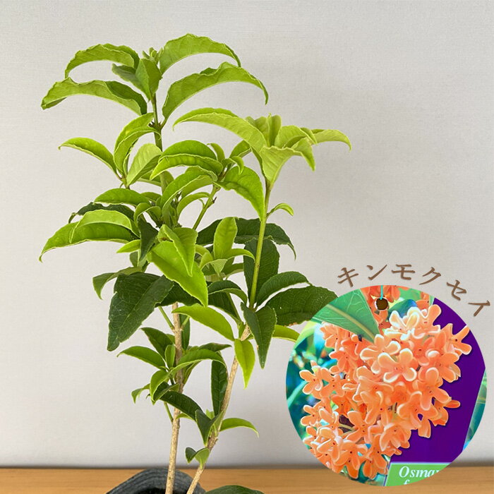 キンモクセイ 10.5cmポット 金木犀 苗木 花木のサムネイル